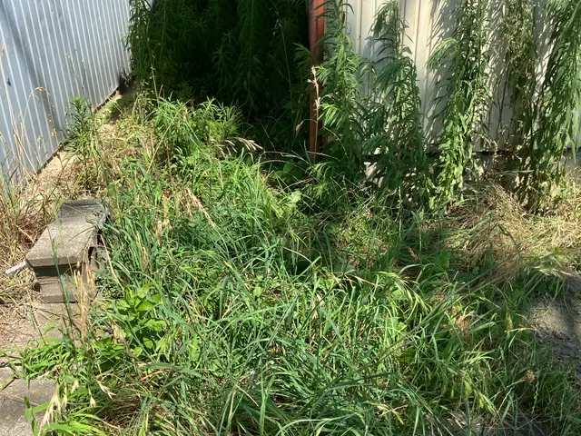 ◎除草剤無料提供◎必ず満足させます◎小さなことでもどんどん質問してください。サービスの画像