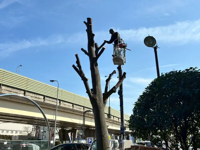 4月新出店｜家や安全を守る特殊伐採◎｜高木・危険木対応【あきる野市】サービスの画像