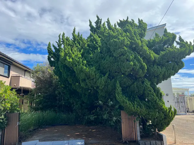 ★店長の私が夫婦で伺います★庭木の管理でお困りの方！★空き家・空き地も対応しますサービスの画像