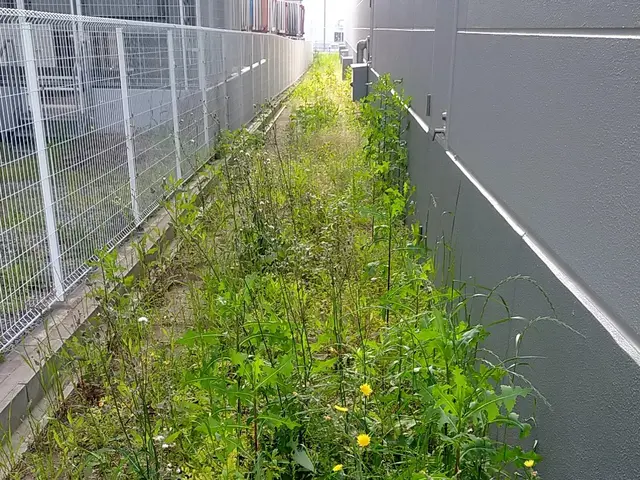 めんどくさい 草むしり作業致しますサービスの画像