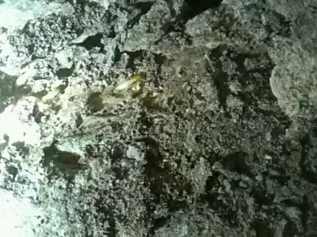 このたび独立しました。ホーム消毒です。サービスの画像