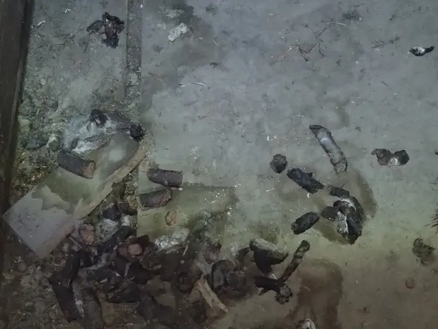 いすみ市から伺います。300件以上の施行経験をフルに活かして駆除をします！サービスの画像