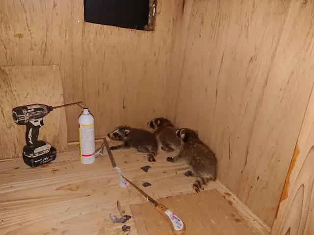 いすみ市から伺います。300件以上の施行経験をフルに活かして駆除をします！サービスの画像