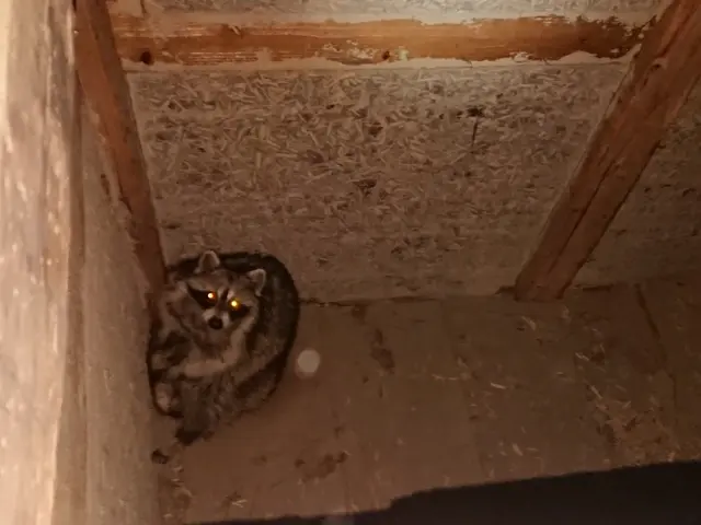 いすみ市から伺います。300件以上の施行経験をフルに活かして駆除をします！サービスの画像