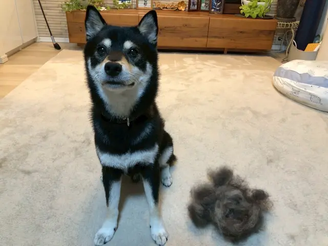 ワンちゃんと飼い主様の負担軽減を重視！安心なご自宅で作業！送迎不要！！サービスの画像