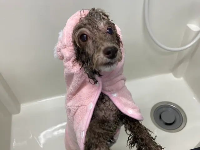 ワンちゃんと飼い主様の負担軽減を重視！安心なご自宅で作業！送迎不要！！サービスの画像