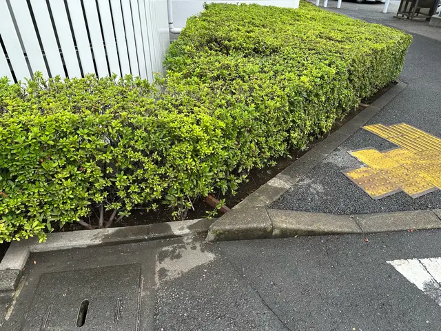 植え込み・垣根の剪定サービスの画像
