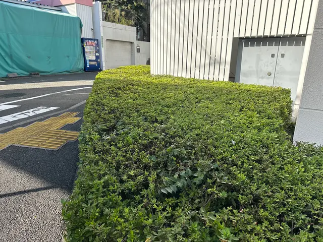 植え込み・垣根の剪定サービスの画像