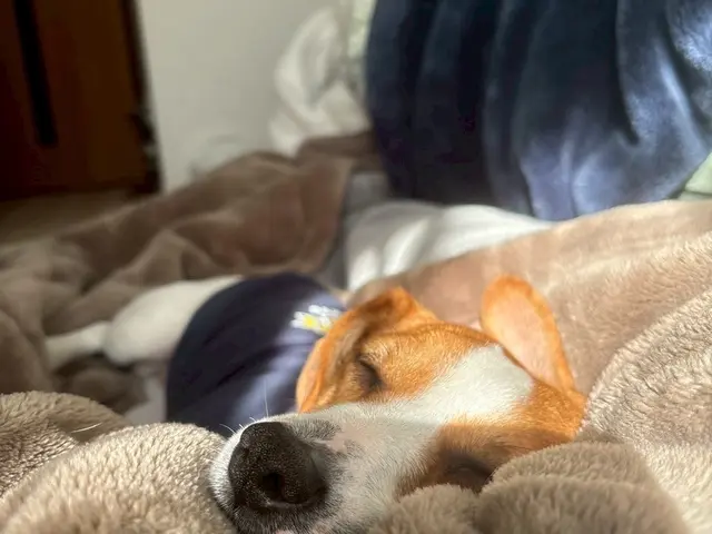 【大型犬・高齢犬・トレーナー資格保有◎】一度断られたわんちゃんもご相談ください◎サービスの画像