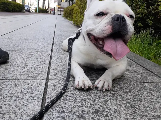 【大型犬・高齢犬・トレーナー資格保有◎】一度断られたわんちゃんもご相談ください◎サービスの画像