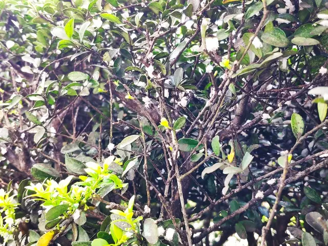 経験年数33年一級造園技能士の技術と知識でお客様のご要望にお応えしますサービスの画像