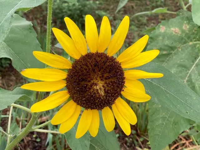 無料見積もり！お庭のお悩みが御座いましたらお気軽にお問い合わせ下さい♪サービスの画像