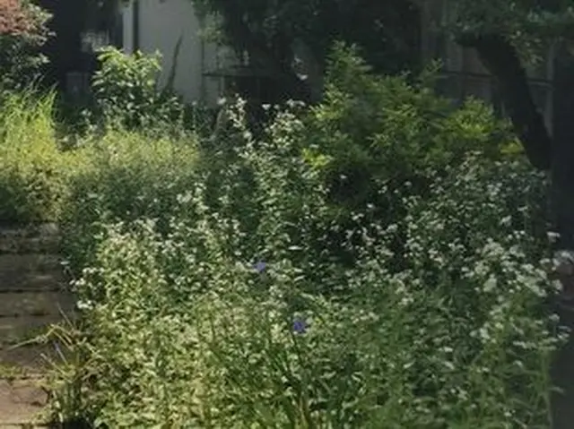 草むしり年間実績1200件！確かな実績●オンラインカード決済・後払い決済対応店！サービスの画像