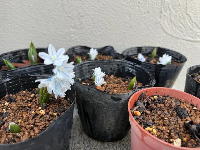 どうしても欠かしたくない水やり、お任せください◎サービスの画像