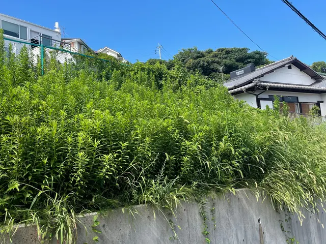 【草刈り】草刈りおまかせ下さい！どんな場所でも綺麗サッパリ！サービスの画像