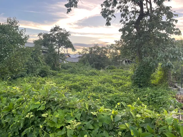 【草刈り】草刈りおまかせ下さい！どんな場所でも綺麗サッパリ！サービスの画像