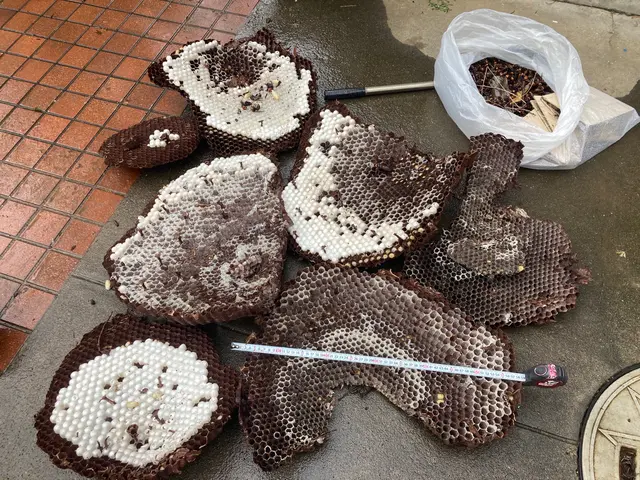 【再発保証•忌避剤散布込み】★丁寧な事前説明と作業★業歴7年の夫が駆除しますサービスの画像