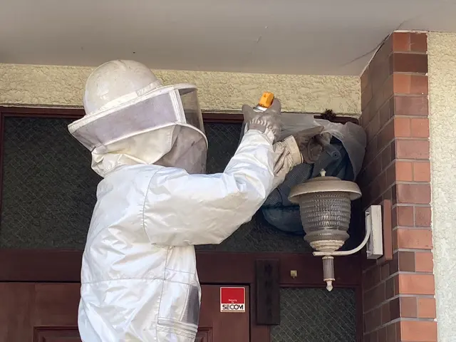 【再発保証•忌避剤散布込み】★丁寧な事前説明と作業★業歴7年の夫が駆除しますサービスの画像