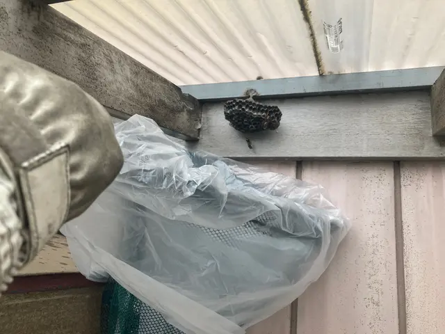 【再発保証•忌避剤散布込み】★丁寧な事前説明と作業★業歴7年の夫が駆除しますサービスの画像