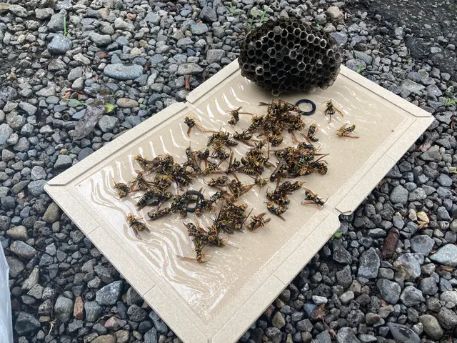 【再発保証•忌避剤散布込み】★丁寧な事前説明と作業★業歴7年の夫が駆除しますサービスの画像