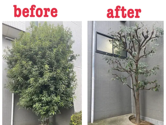 ◆カード決済OK◆大切なお庭をキレイにします◆技能講習多数の私にお任せ下さいサービスの画像