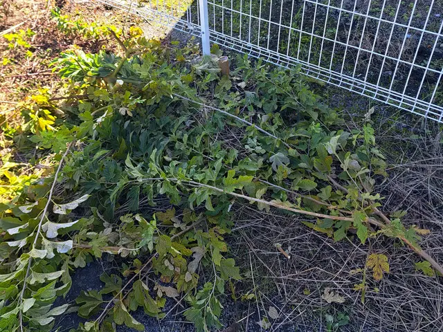 【農家歴12年のプロが安全資格でお庭を美しく】女性スタッフも可能◎サービスの画像