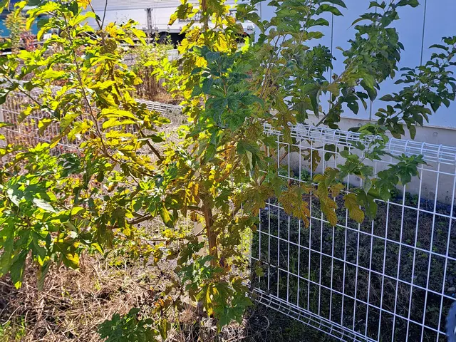 【農家歴12年のプロが安全資格でお庭を美しく】女性スタッフも可能◎サービスの画像