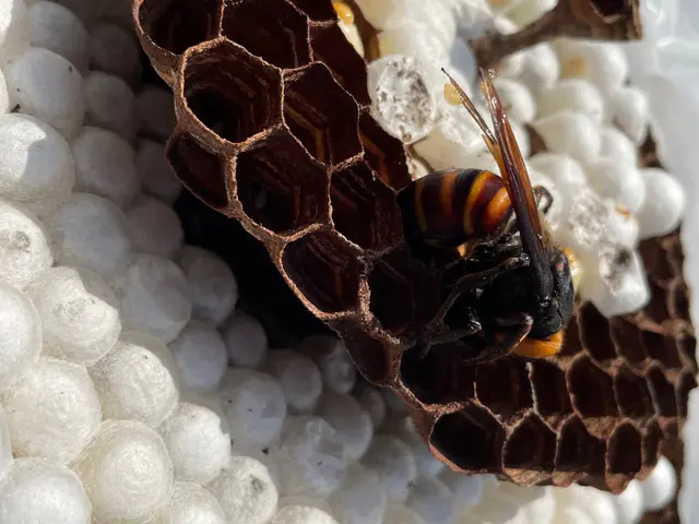 【蜂駆除専門】姫路市発【即日対応】【年内保証込】補助金対応の市町村あり！サービスの画像
