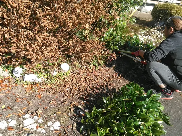 【 庭木の剪定 】　※岩手県全域対応(対象地域外は交通費等別途。)サービスの画像