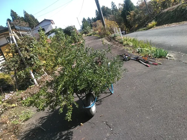 【 庭木の剪定 】　※岩手県全域対応(対象地域外は交通費等別途。)サービスの画像