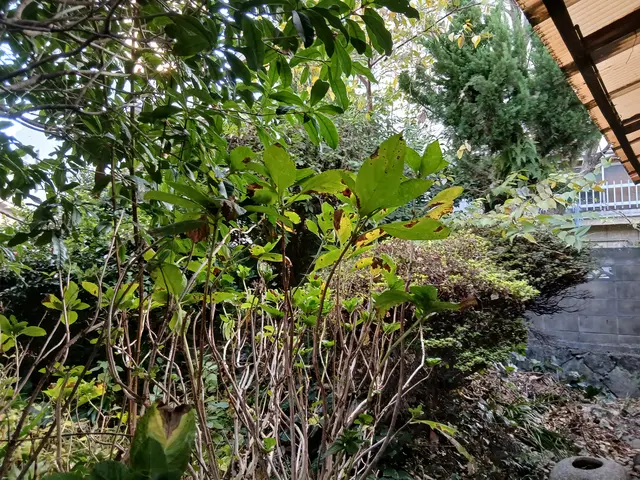 剪定のプロと便利屋の二刀流でお庭のお悩み一括解決サービスの画像