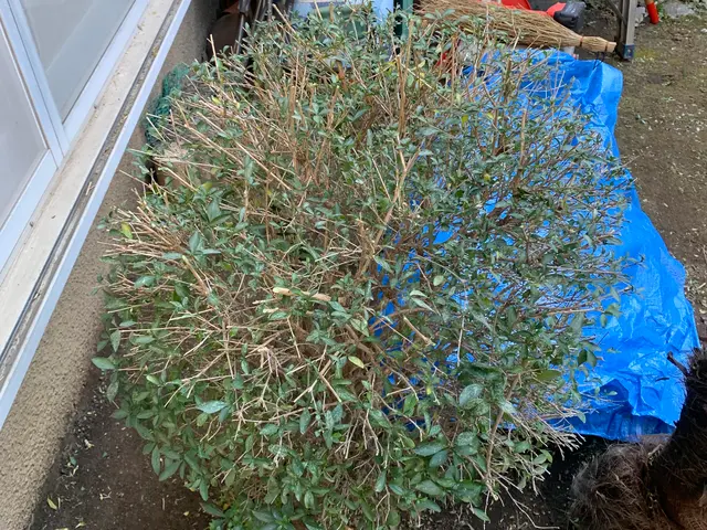 植物を愛する植木屋が見極める草刈り！必要な植物はしっかり残します。サービスの画像