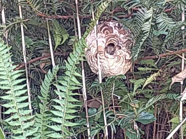 【林業で培った蜂駆除技術】で素早く安全にに駆除します！サービスの画像