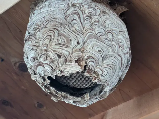 【林業で培った蜂駆除技術】で素早く安全にに駆除します！サービスの画像