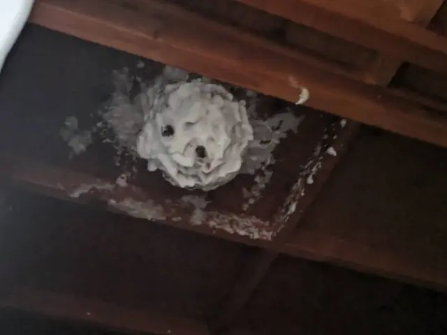 【林業で培った蜂駆除技術】で素早く安全にに駆除します！サービスの画像