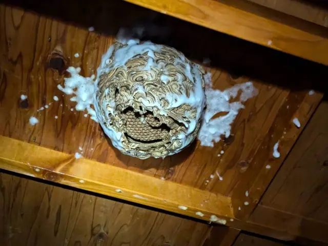 【林業で培った蜂駆除技術】で素早く安全にに駆除します！サービスの画像