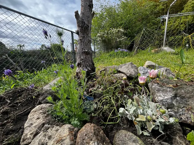 草むしりとお庭の相談&アドバイスサービスの画像