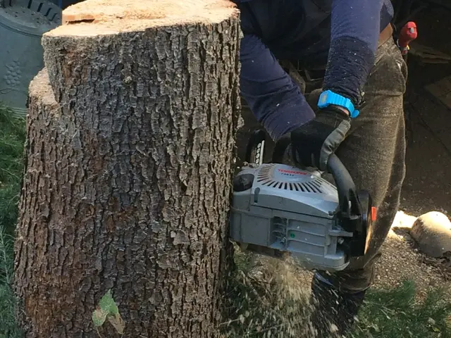 【活緑】樹木の伐採は造園のプロにお任せください！☆一級造園技能士☆サービスの画像