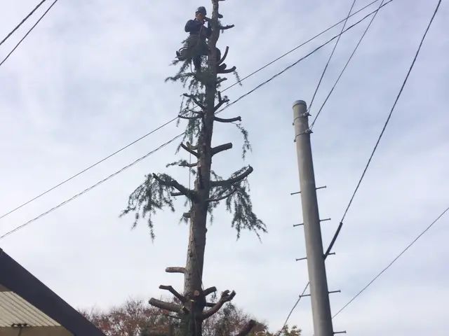 【活緑】樹木の伐採は造園のプロにお任せください！☆一級造園技能士☆サービスの画像