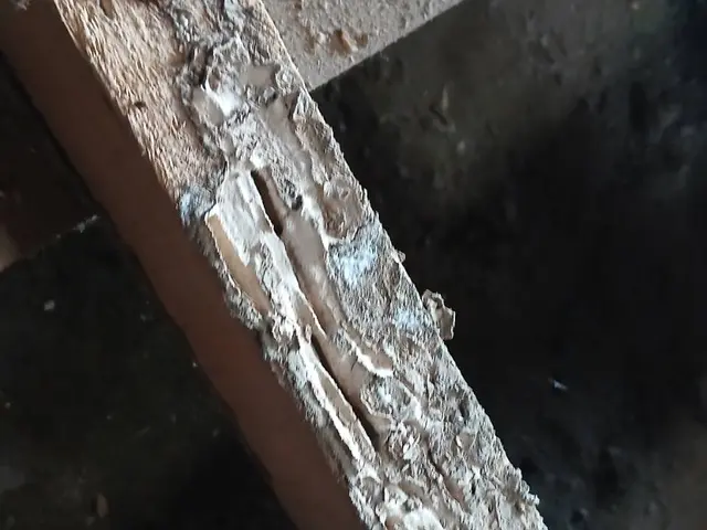 シロアリ駆除はおまかせください！サービスの画像