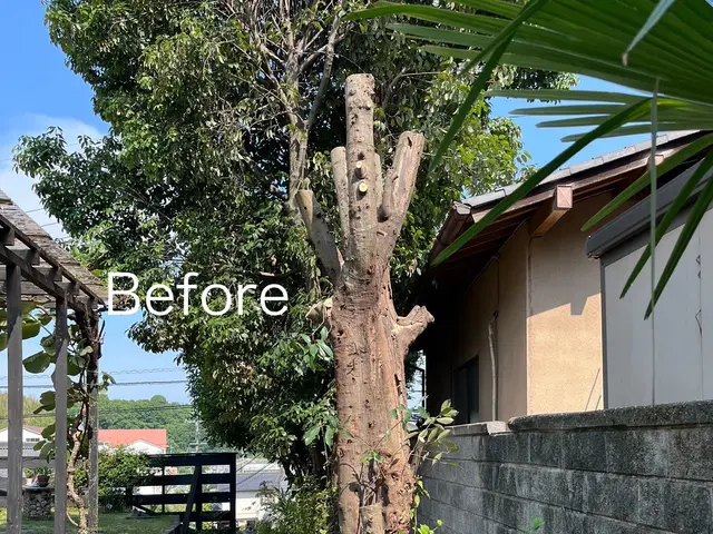 2000本以上の剪定実績！若手プロが庭を明るく変身させますサービスの画像