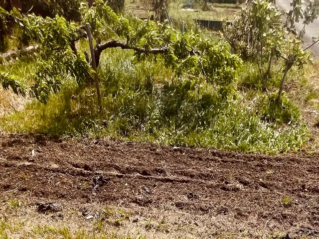 お庭の草むしりなどお庭の手入れをさせていただきます。サービスの画像