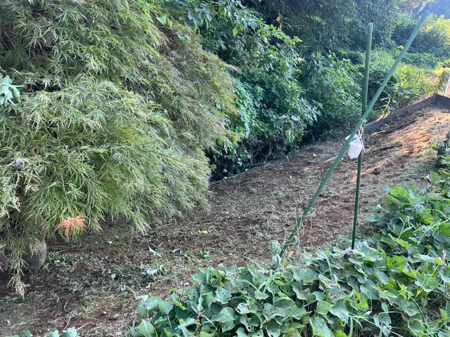 取りにくい場所の作業も梯子を使用して行います。サービスの画像