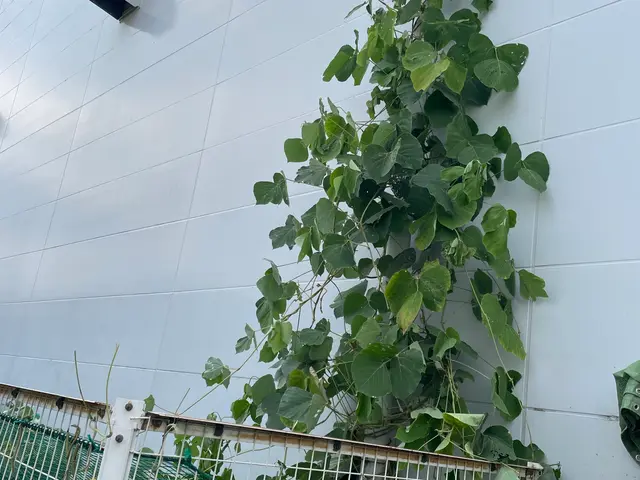 取りにくい場所の作業も梯子を使用して行います。サービスの画像