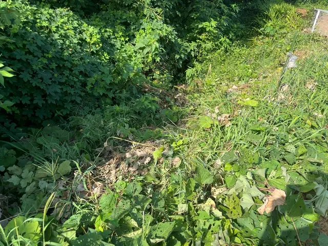 取りにくい場所の作業も梯子を使用して行います。サービスの画像