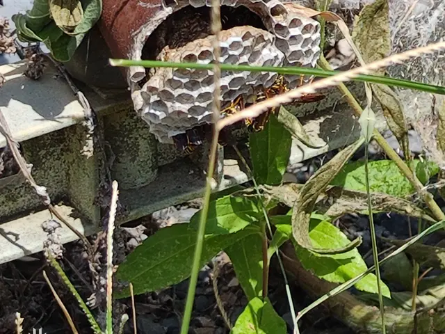 お庭をスッキリ致します！蜂や毛虫もしている為、どんな状況でも作業可能で御座いますサービスの画像