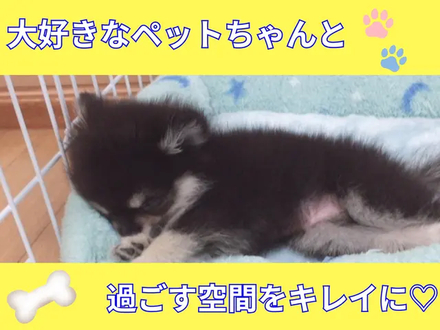 《10月抗菌コートサービス》◆女性店長がお伺い◆ペット赤ちゃんに優しい洗剤サービスの画像