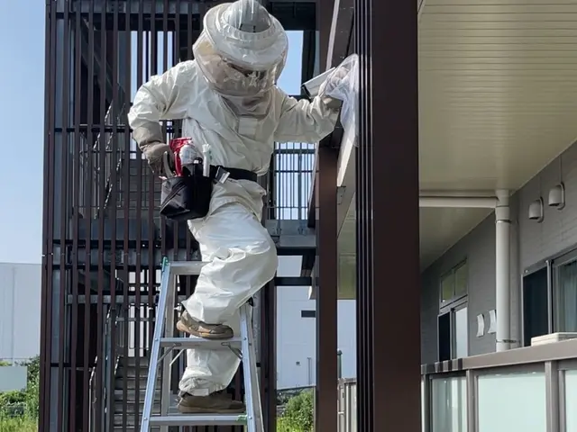 藤キング【蜂駆除プロハンター】限定キャンペーン即日、当日対応おまかせください！サービスの画像