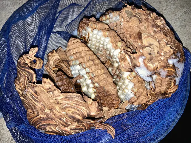 藤キング【蜂駆除プロハンター】限定キャンペーン即日、当日対応おまかせください！サービスの画像