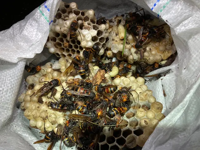 藤キング【蜂駆除プロハンター】限定キャンペーン即日、当日対応おまかせください！サービスの画像